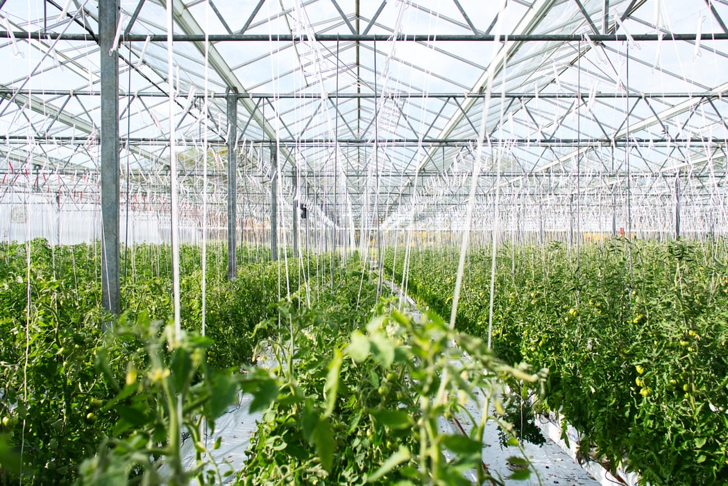 Growing Hemp in a Greenhouse