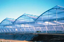 Commercial Greenhouse  - Gothic Archh Series 6500