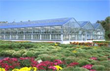 Commercial DF Series Greenhouses