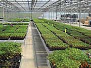 Rolling Tabletop Greenhouse Benches