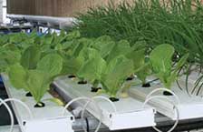 水培生菜和微绿色蔬菜系统