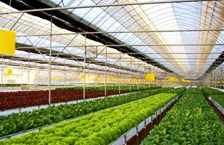 Commercial Greenhouse - Plastic BK Greenhouses