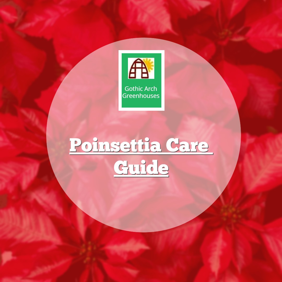 poinsettia-care-gothic-arch-greenhouses-blog-beplay-beplay218