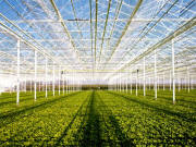 Venlo Greenhouses