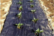 Planters Paper Mulch