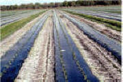 Black Plastic Mulch