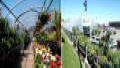 花园Mart.Greenhouses