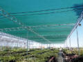 Commercial W-Truss Shade House